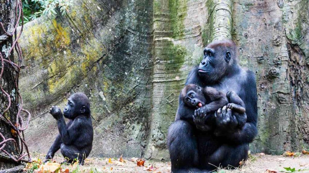 Female Cross River gorilla looking after 2 young ones