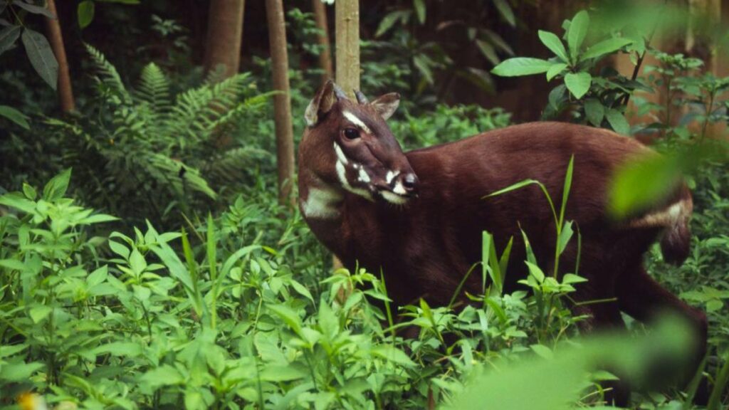 Saola spotted deep in the woods