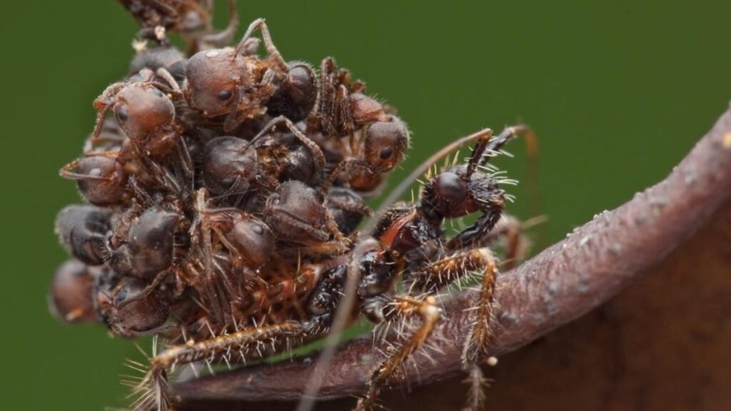 Assassin bug carrying many corpses on its back