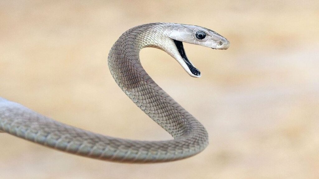 Black mamba, one of the world's most dangerous animal, with its mouth open and ready to pounce