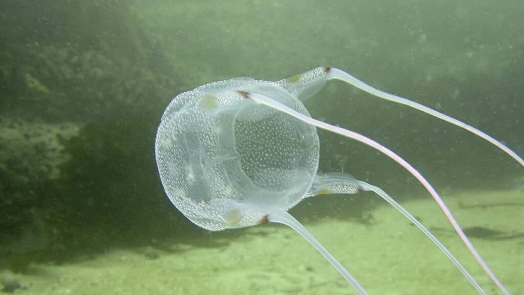 Being stung by a box jellyfish, one of the world's most dangerous animal, can cause heart failure and drowning
