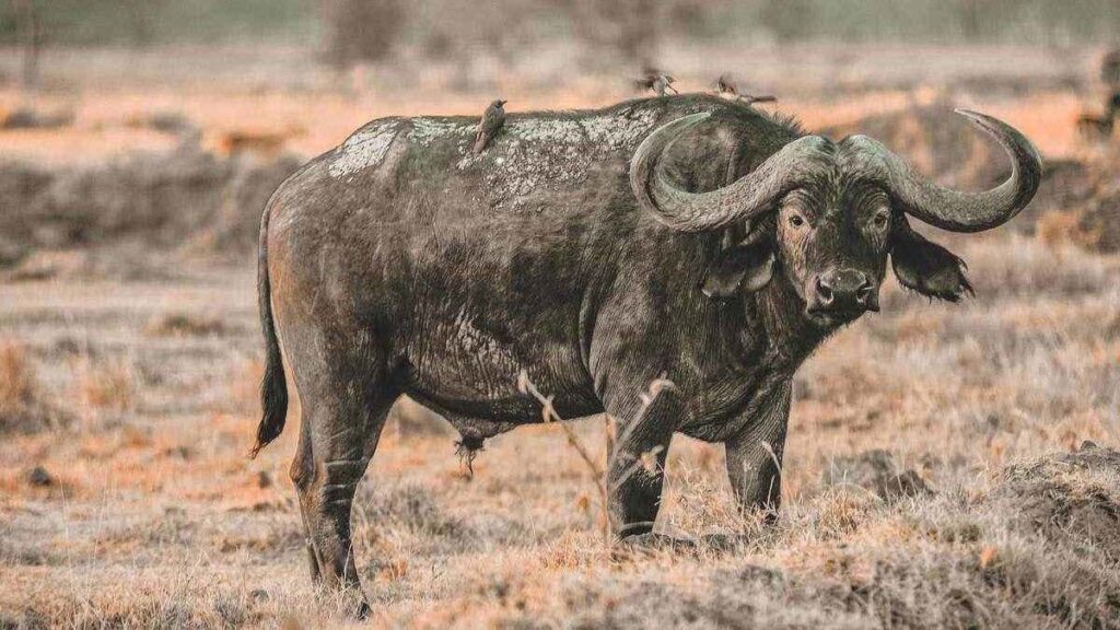 Huge Cape buffalo with big horns can be one of the most dangerous animals in the world