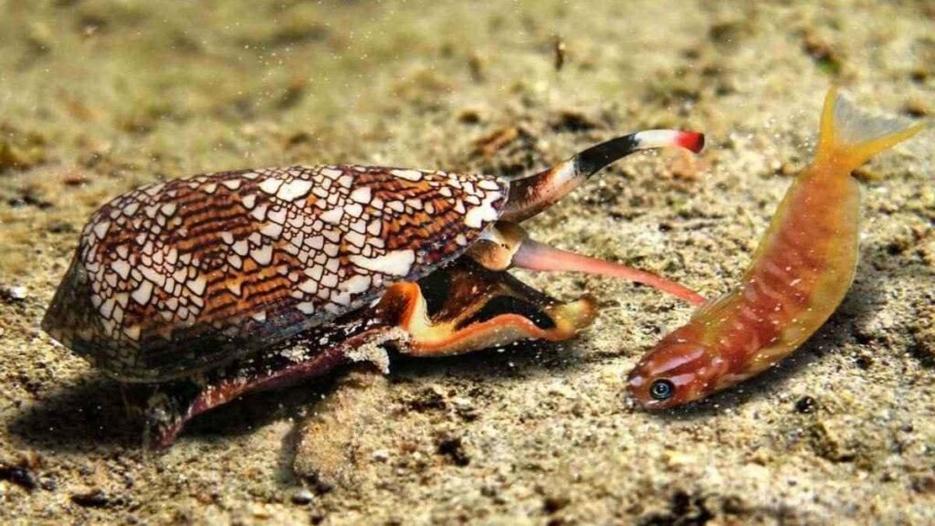 Cone snail, one of the most dangerous animal in the world, killing a fish with its venom