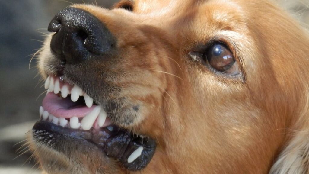 Angry dogs ready to attack, one of the world's most dangerous animal