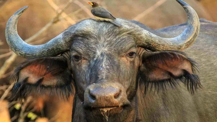 Most dangerous animals in the world, cape buffalo with a bird on its head