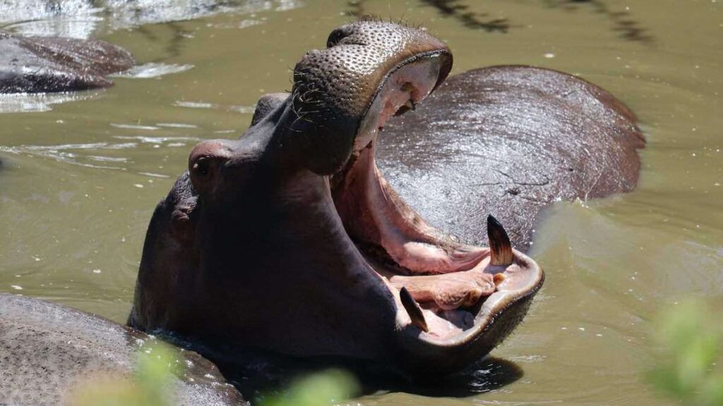 Hippopotamus in the water with its face above the surface and mouth wide open