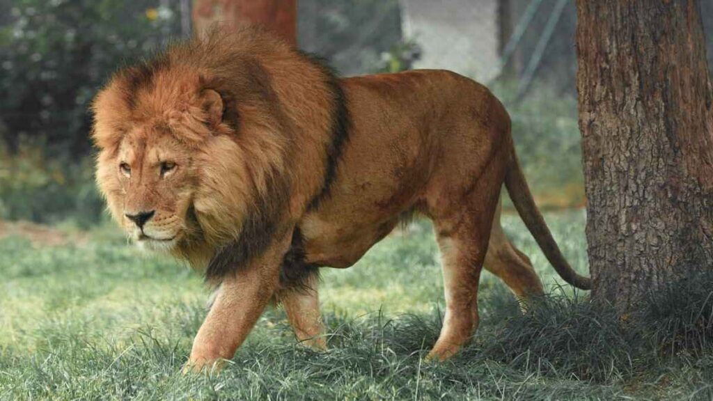 Majestic lion, one of the world's most dangerous animal, walking next to a tree