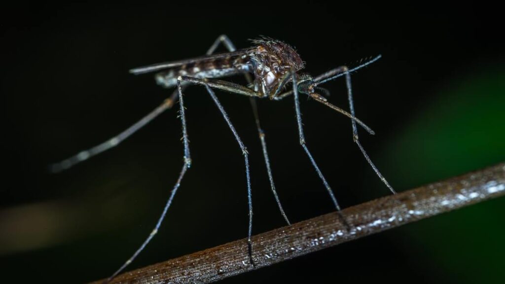 Close up on a mosquito, one of the most dangerous animal in the world