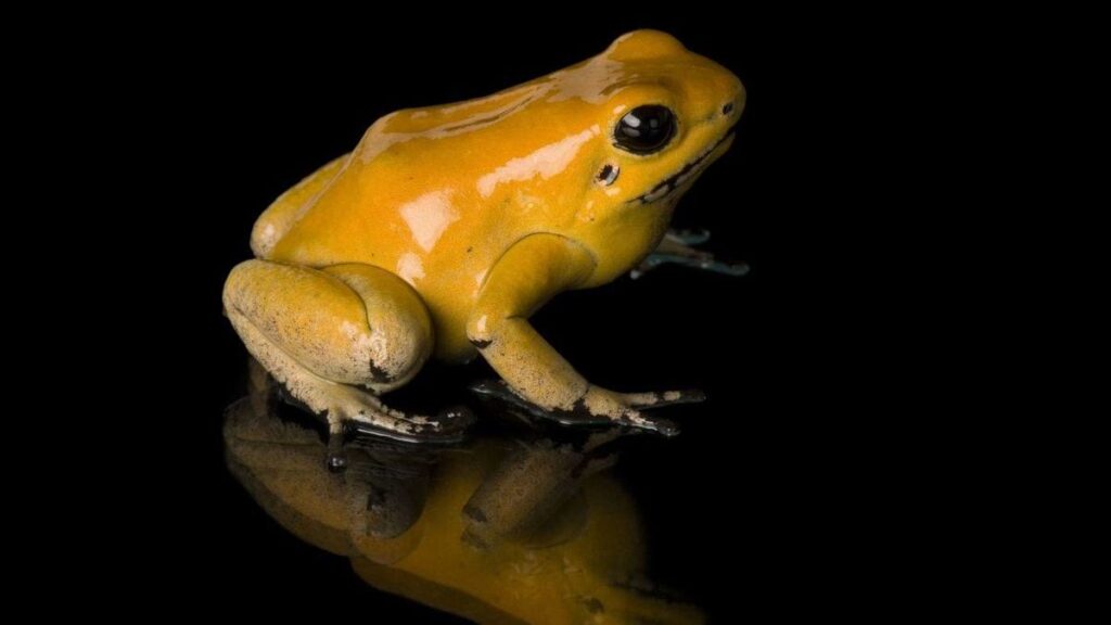 Tiny yellow golden poison dart frog, one of the most dangerous animals in the world