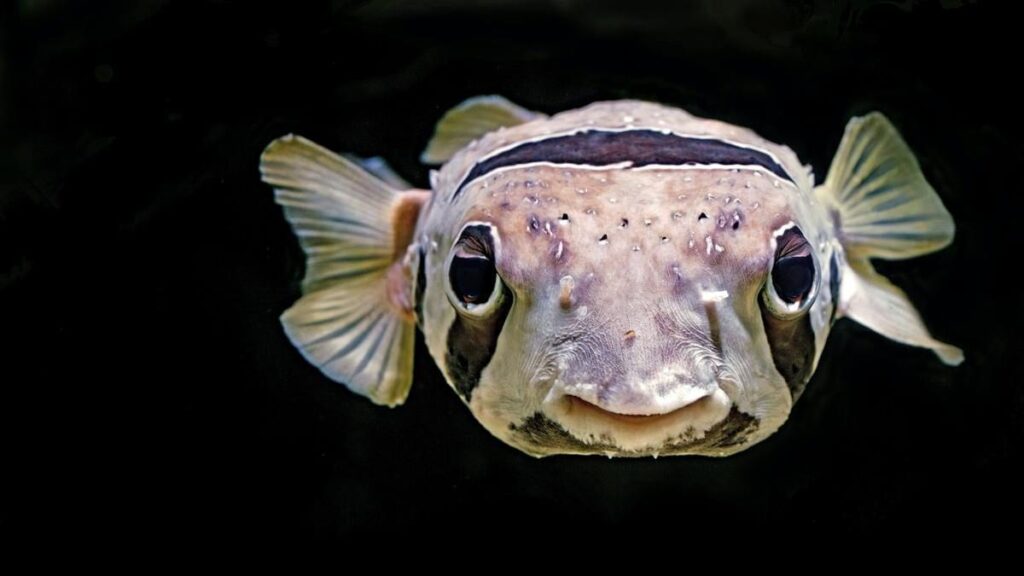 Front view of a menacing looking pufferfish, one of the most dangerous animal in the world