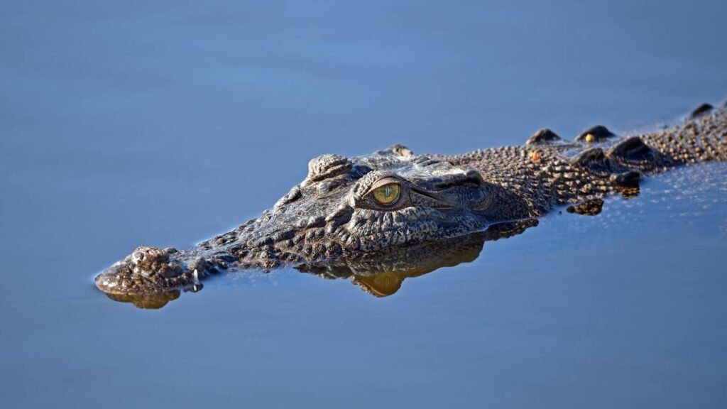 Saltwater crocodile, one of the most dangerous animals in the world, floating on the water surface