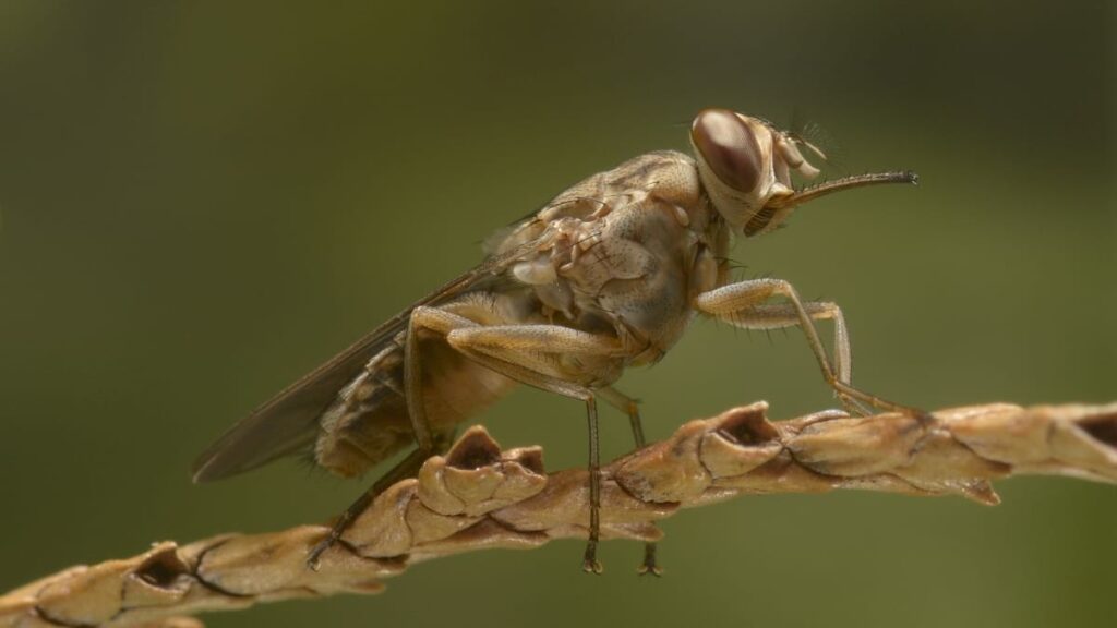 Close-up of a Tsetse fly