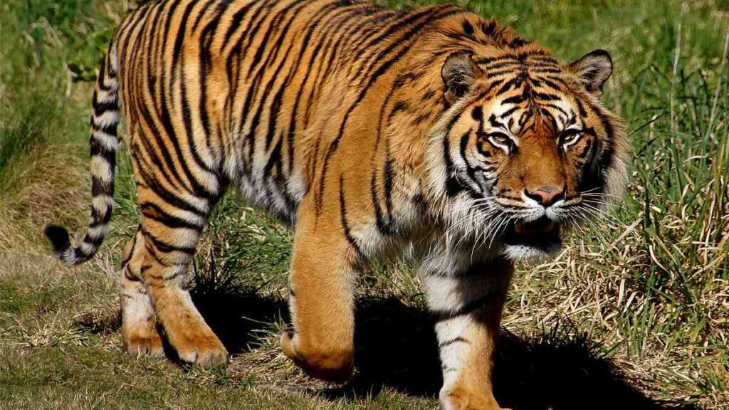 Sunda tiger walking in the wild