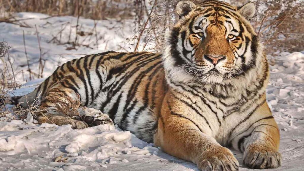 Endangered Amur Tiger lying down