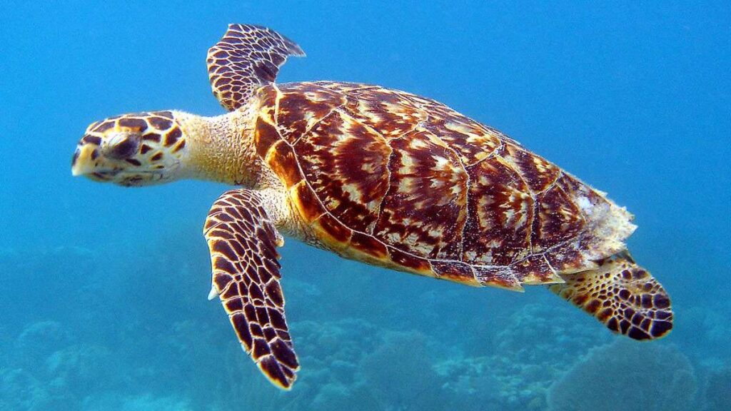 Beautiful Hawksbill turtle swimming in the sea