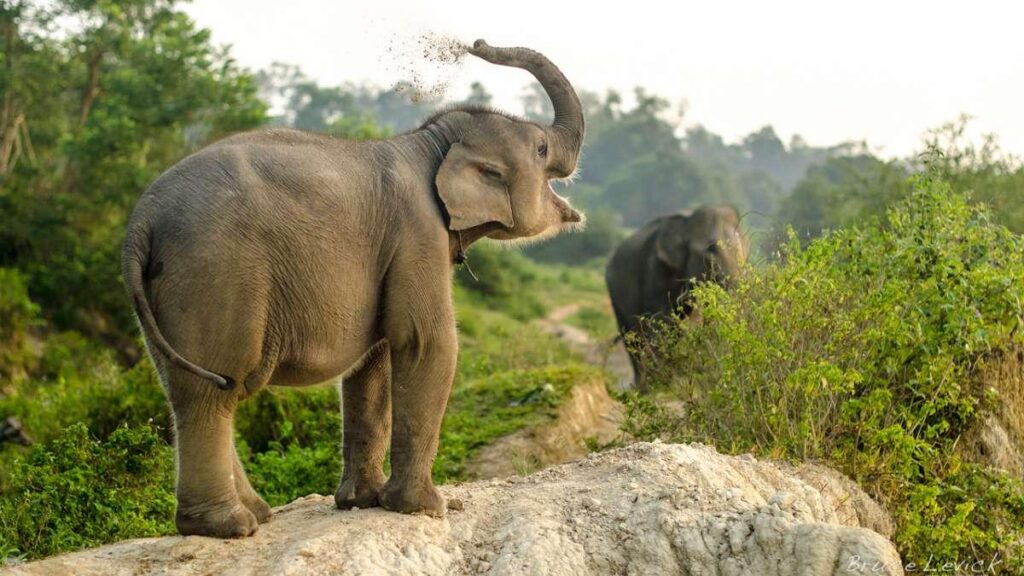 A young Sumatran elephant feeding in the wild