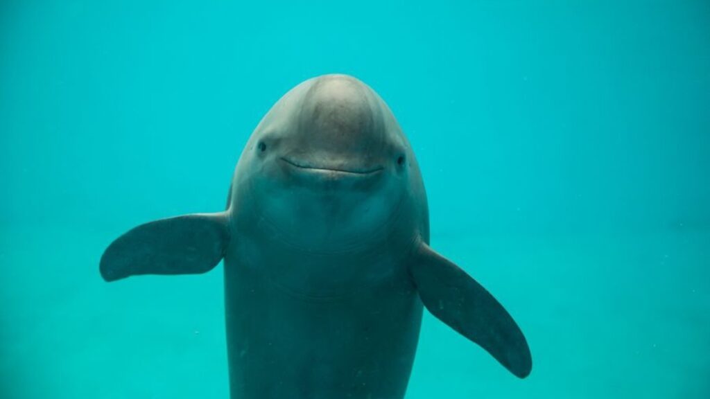 Yangtze finless porpoise smiling while in the water