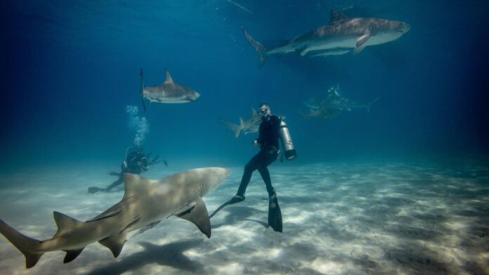 Scuba divers swimming with sharks