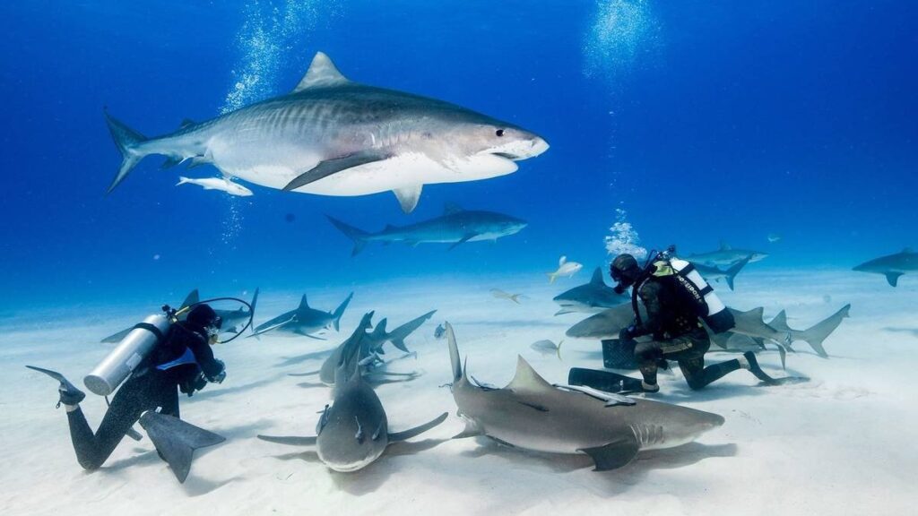 Scuba divers surrounded by many sharks of different species