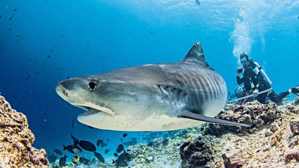 Close-up of a shark being photographed by a scuba diver