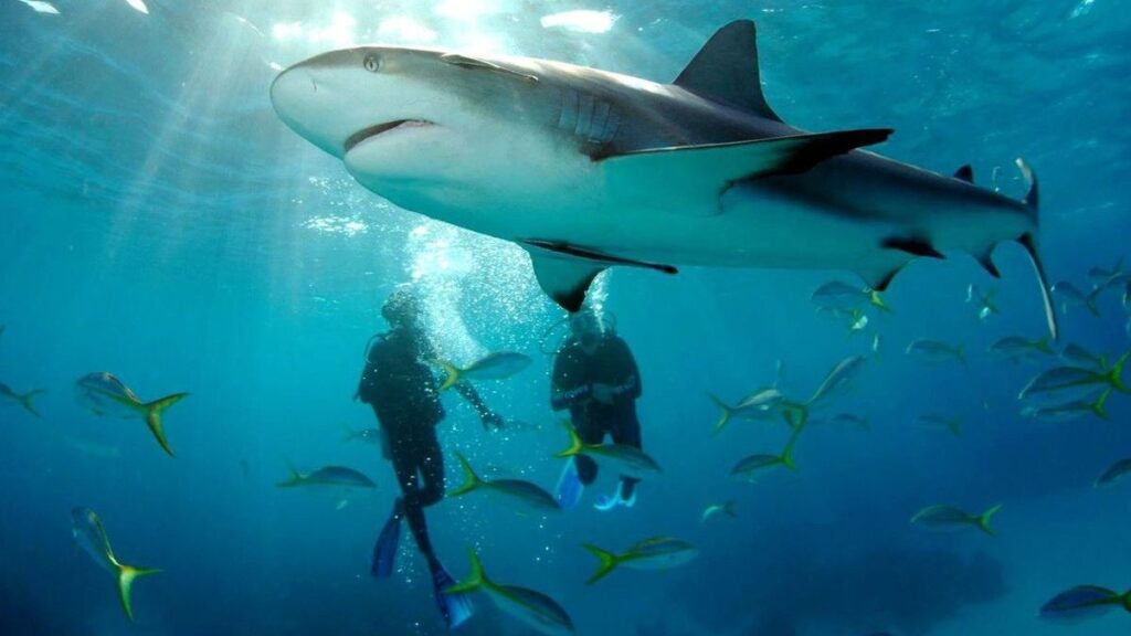 2 divers admiring a great white shark under water