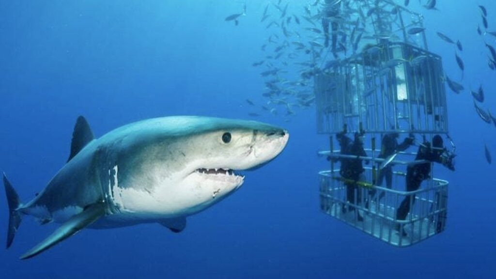 Divers in a cage right next to a great white shark