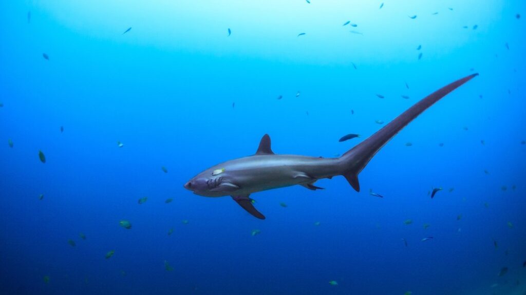 Tresher shark swimming in the sea