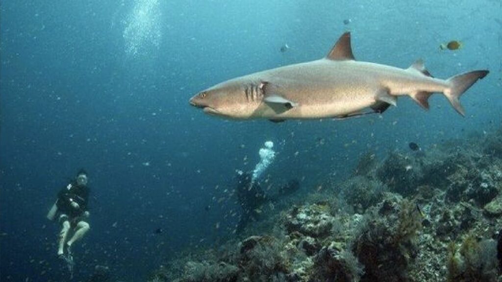 2 scuba divers watching a shark from afar