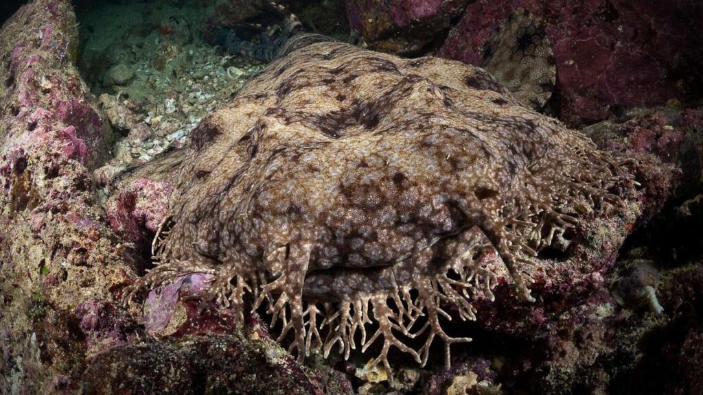 Wobbegong shark hiding on the ocean floor