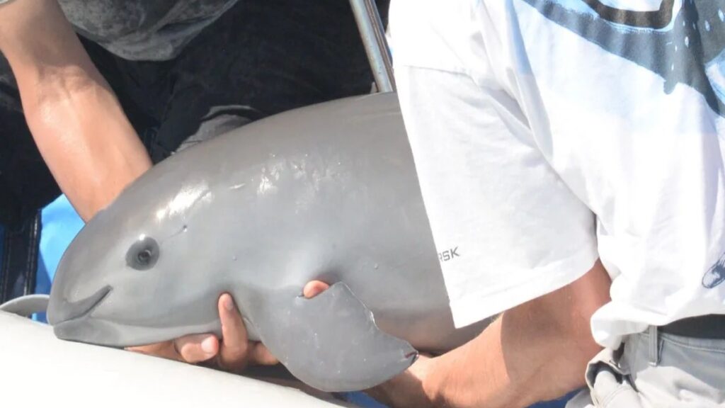 Vaquita being cared for by humans