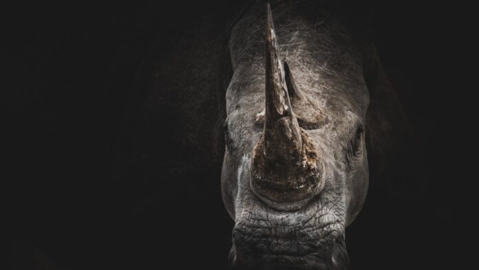 Endangered rhinoceros fading in the dark