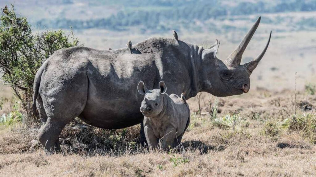 Adult and juvenile black rhinos in the wild