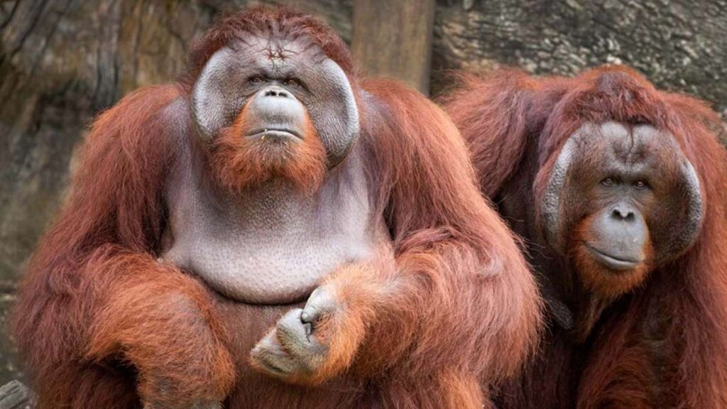 Two Bornean Orangutan sitting next to each other