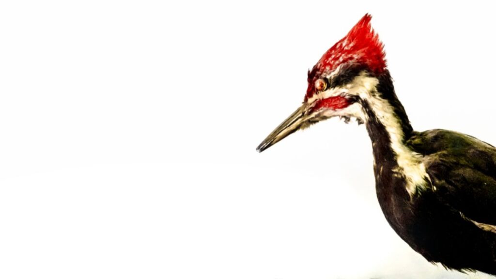 Ivory-Billed Woodpecker is one of the endangered species of birds in the world