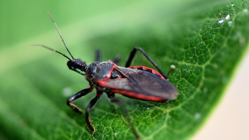 Kissing bugs are some of the most dangerous animals in the world due to their widespread impact