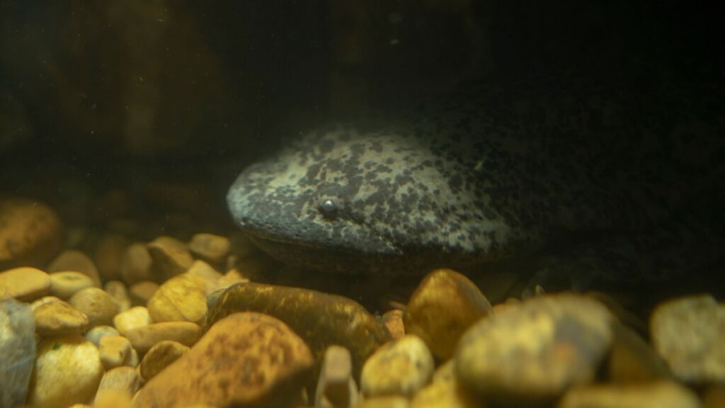 The Giant Chinese Salamander is considered to be critically endangered