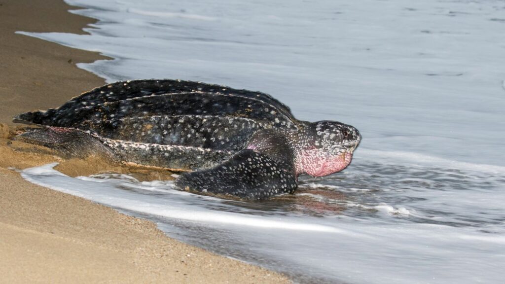 The Leatherback Sea Turtle is on the top 10 endangered animals list