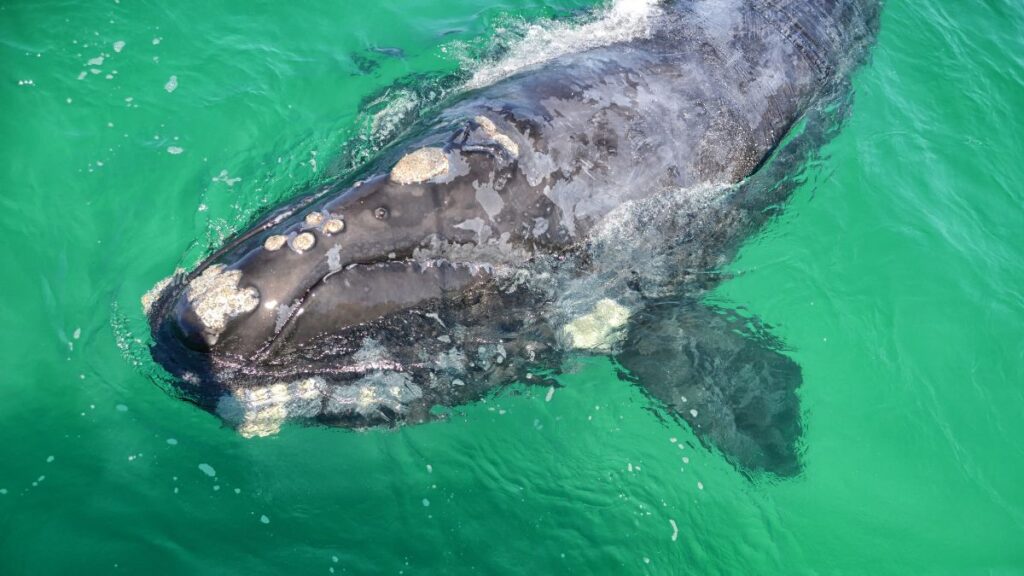 The Northern Right Whale is one of the most endangered species in the world