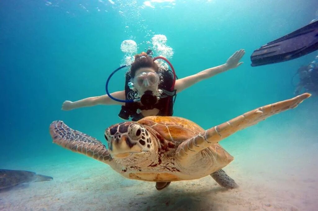 Malysia staycation, diving with turtles in Redang island