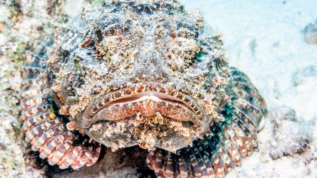 The stonefish can easily be seen as the most dangerous animal in the world