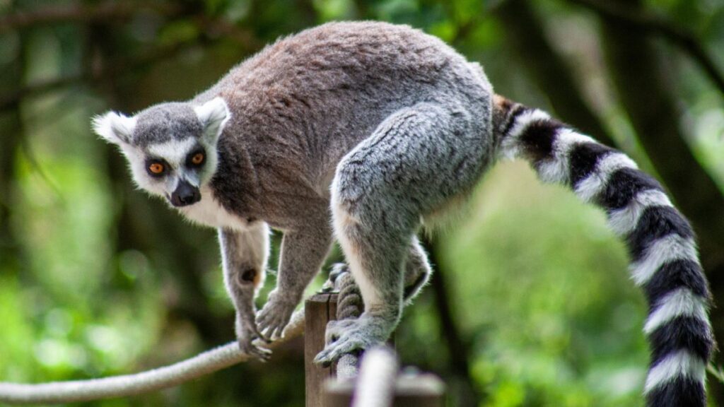 Though there are 100s of lemur species, they are all endangered animals