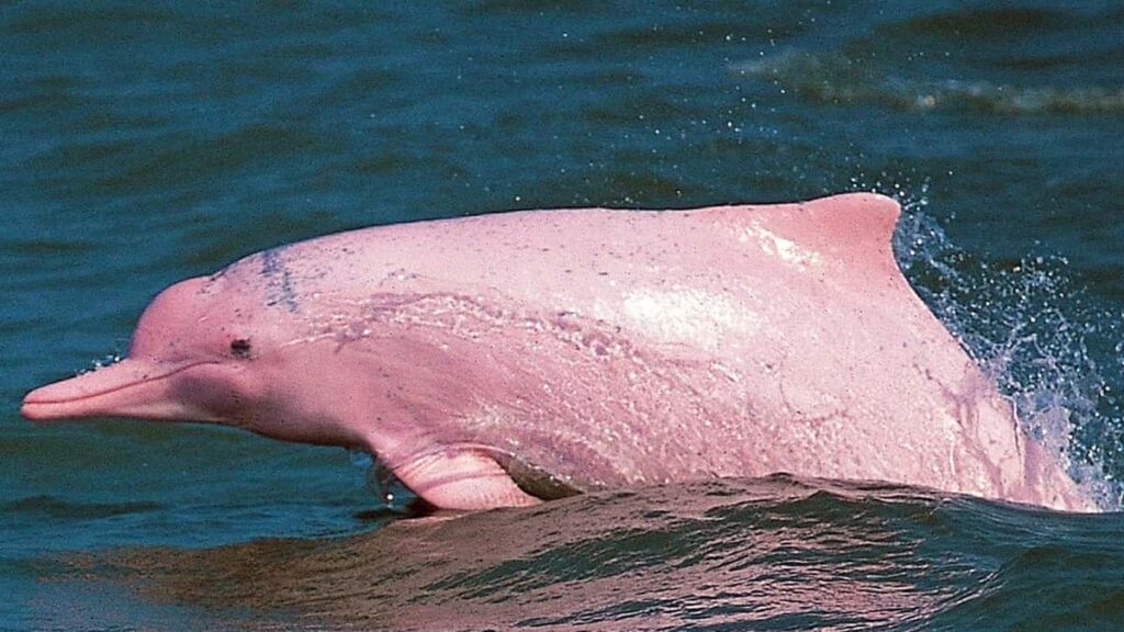 Thailand hidden gems, pink dolphins in Khanom
