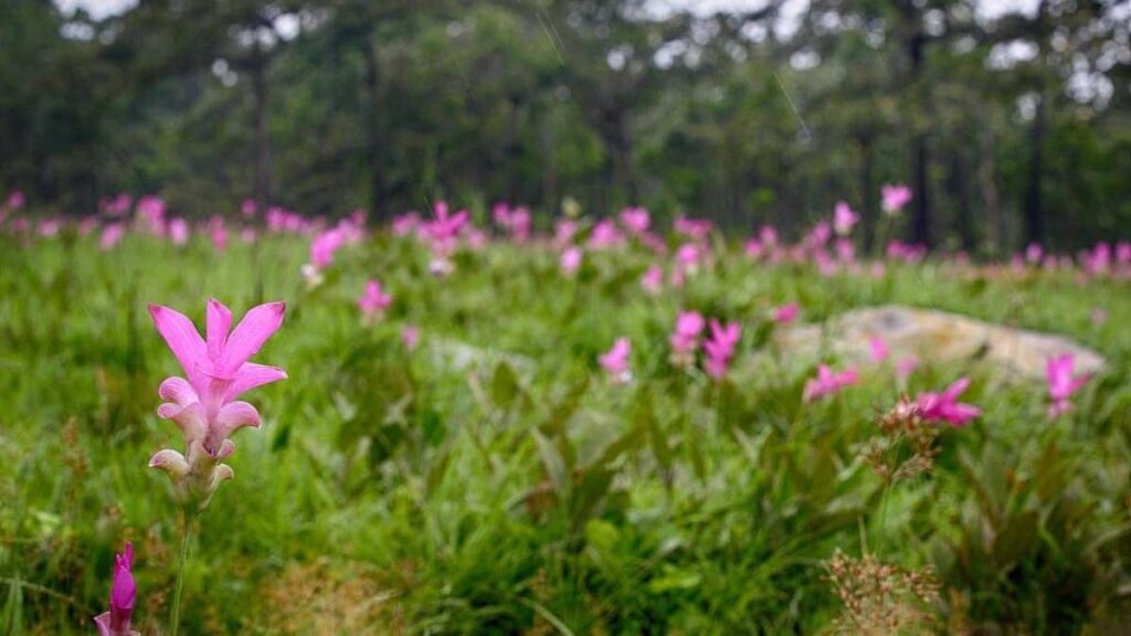 Tulip fields in Pa Hin Ngam National Park