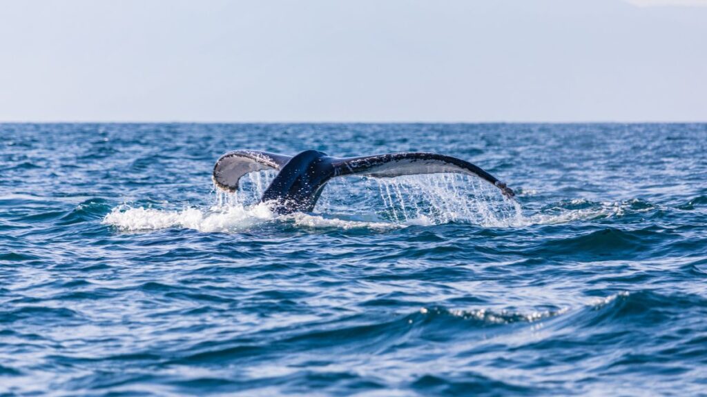 Visit Exmouth, Western Australia for whale watching