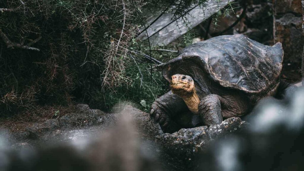 Best places to go in May, Galapagos Islands