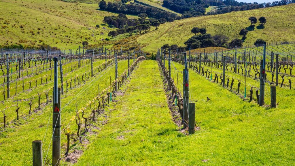Why not take a wine tour in Waiheke, New Zealand, which is one of the best places to visit in June