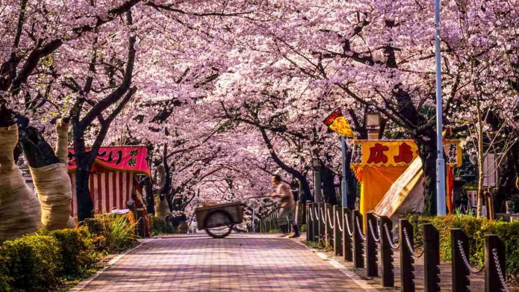 Best time to go to Japan, Spring
