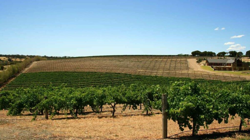 Best time to go to Australia, South, Barossa Valley