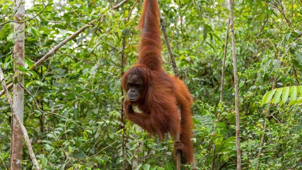 Best time to go to Indonesia, Gunung Leuser National Park