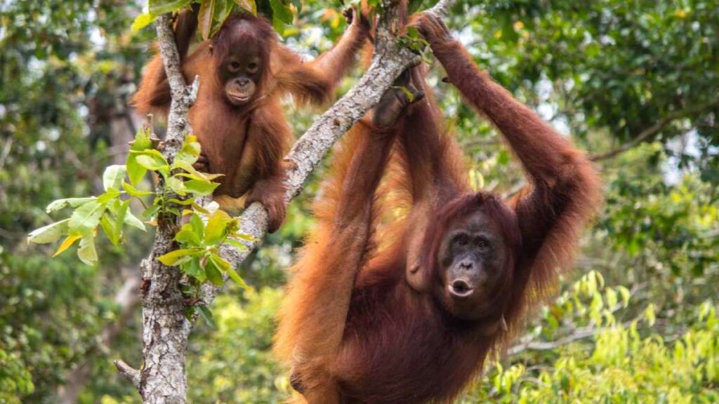 Best time to travel to Indonesia, orangutans in Kalimantan